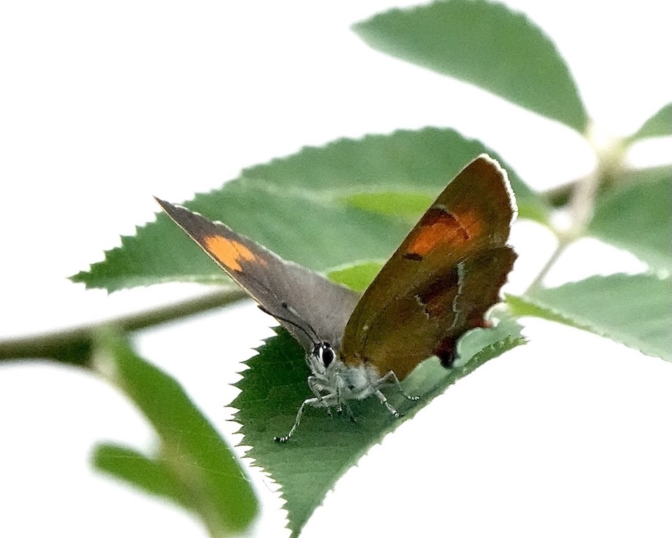 brown hairstreak